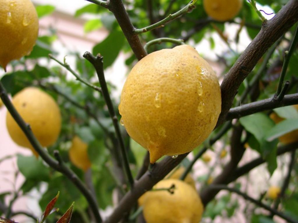 Är det möjligt att odla en citron från ett frö hemma