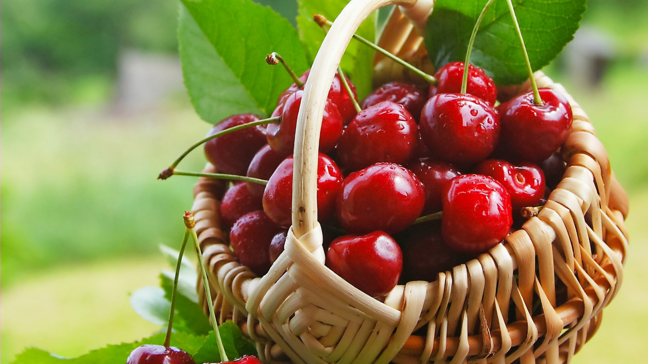 Large-fruited and sweet Spunk cherry, unpretentious and disease-resistant