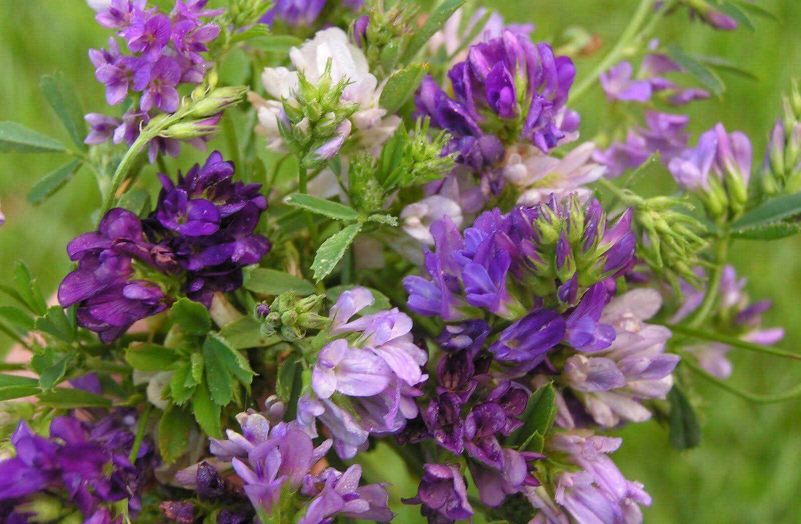 Wild alfalfa: varieties, plant cultivation, photo