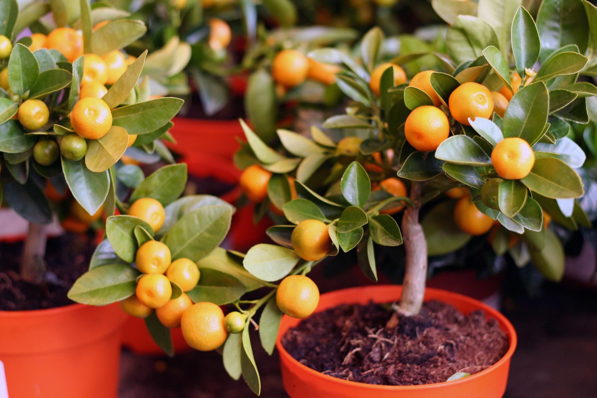 Hoe kun je thuis een mandarijn uit een steen laten groeien?