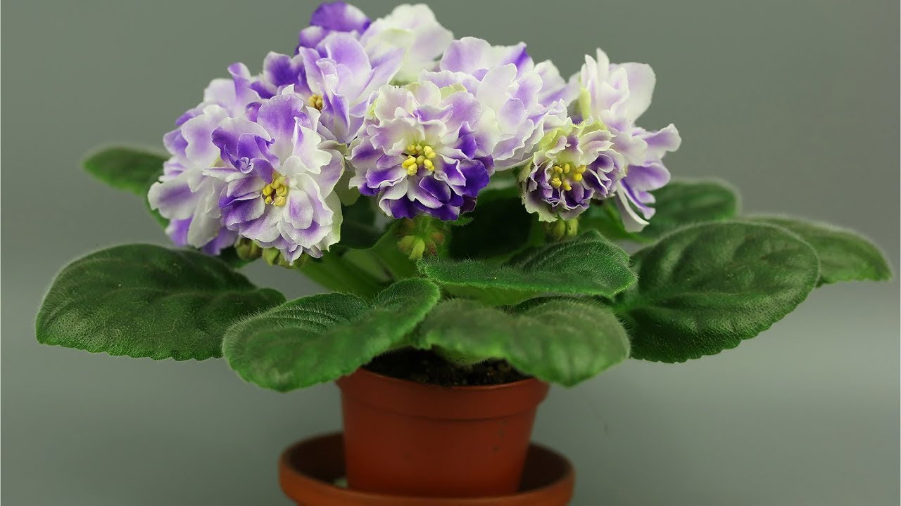 Hoe kun je thuis een viooltje uit een blad laten groeien?