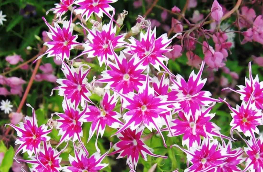 Luxurious phlox Drummond: growing from seeds, planting and care, photo