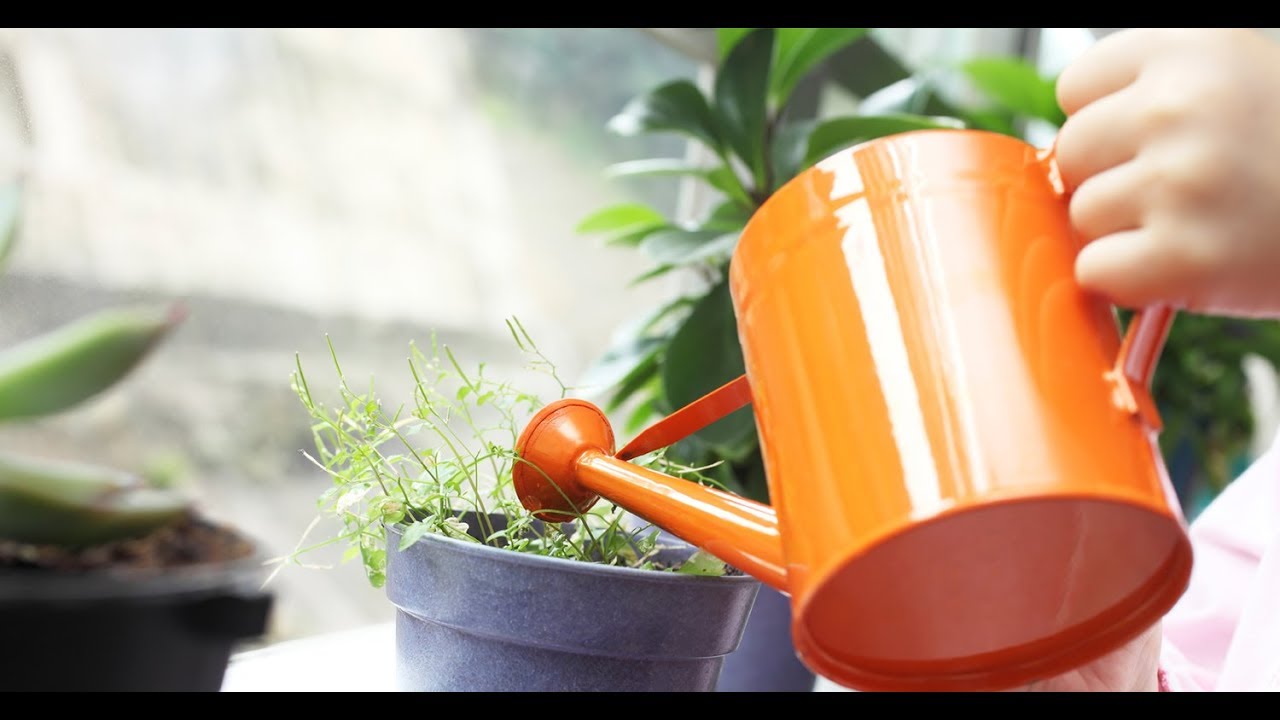 Fertilizzare piante da appartamento a casa