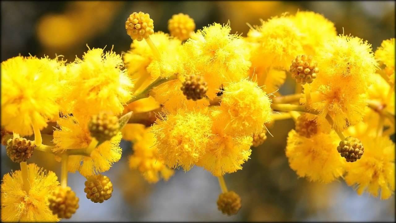 Mitä mimosa ja kukka näyttävät kuvassa