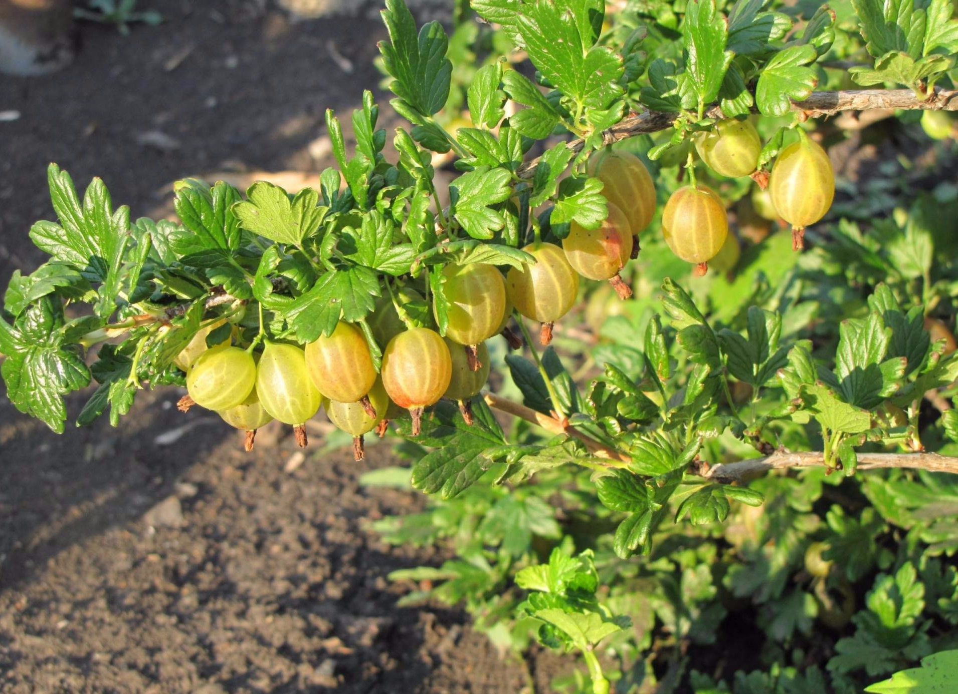 Руски жълт - сорт цариградско грозде със суров характер и деликатни плодове