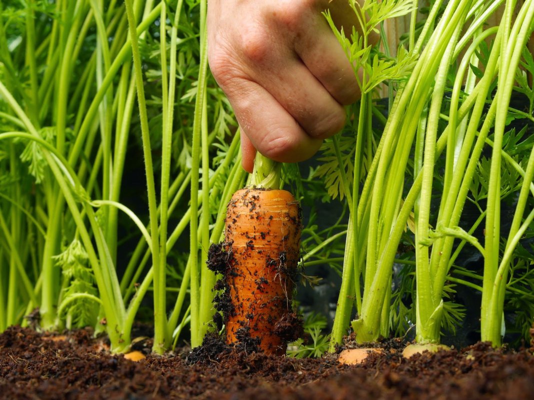 Plante gulrøtter om våren: grunnleggende regler for å få en god høst