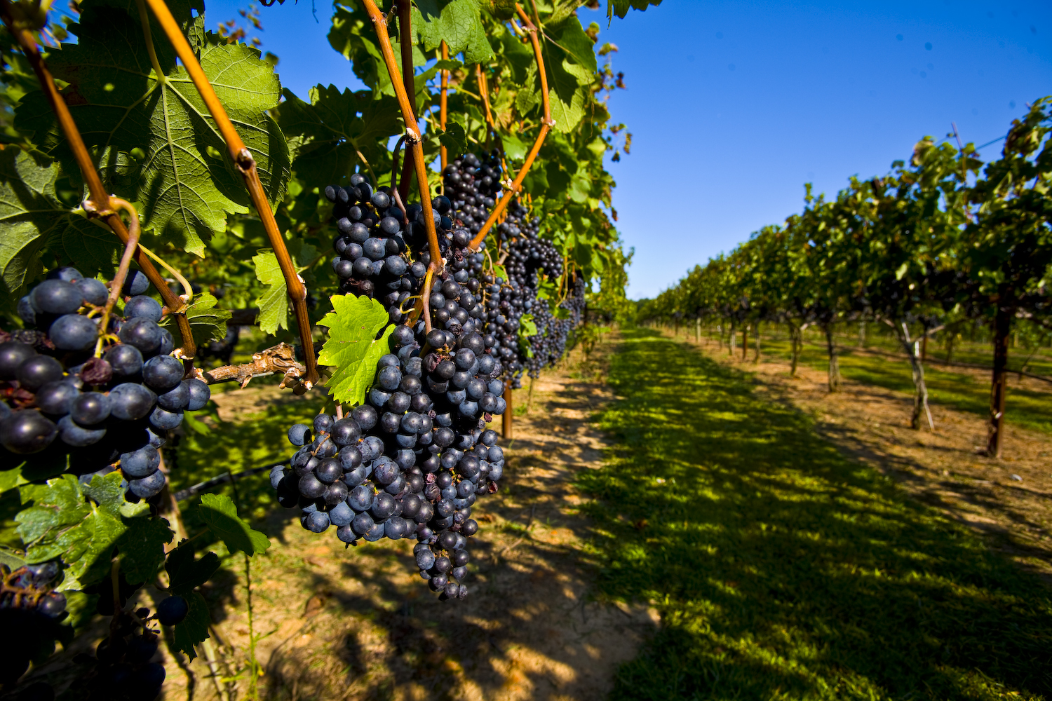 Методе узгоја грожђа, њихове особине и трикови искусних виноградара
