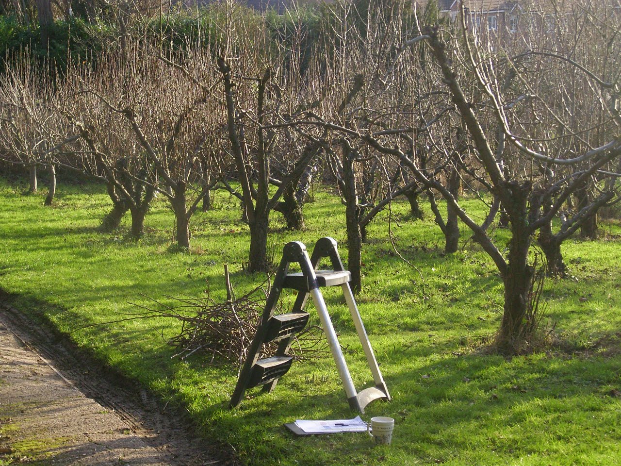 כיצד לגזום כראוי עצי פרי באביב