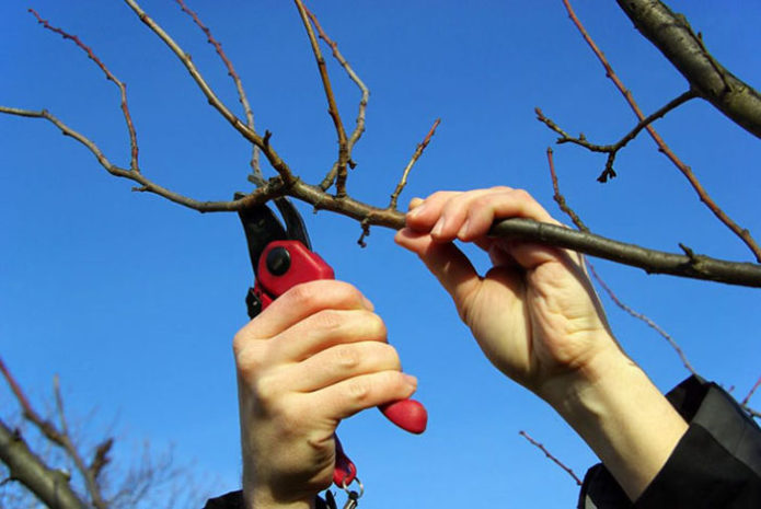 Pruning plum na may pruning shears