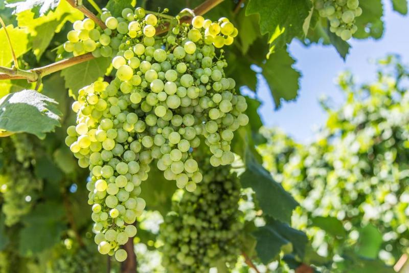 Vynuogių genėjimas rudenį *