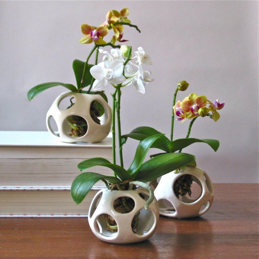 Transplantacija orhideja Phalaenopsis kod kuće: savjeti, video