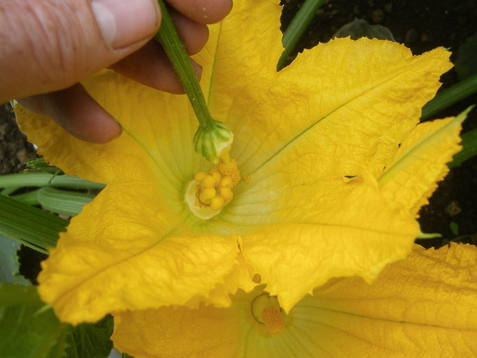 Polinización de una flor de calabaza