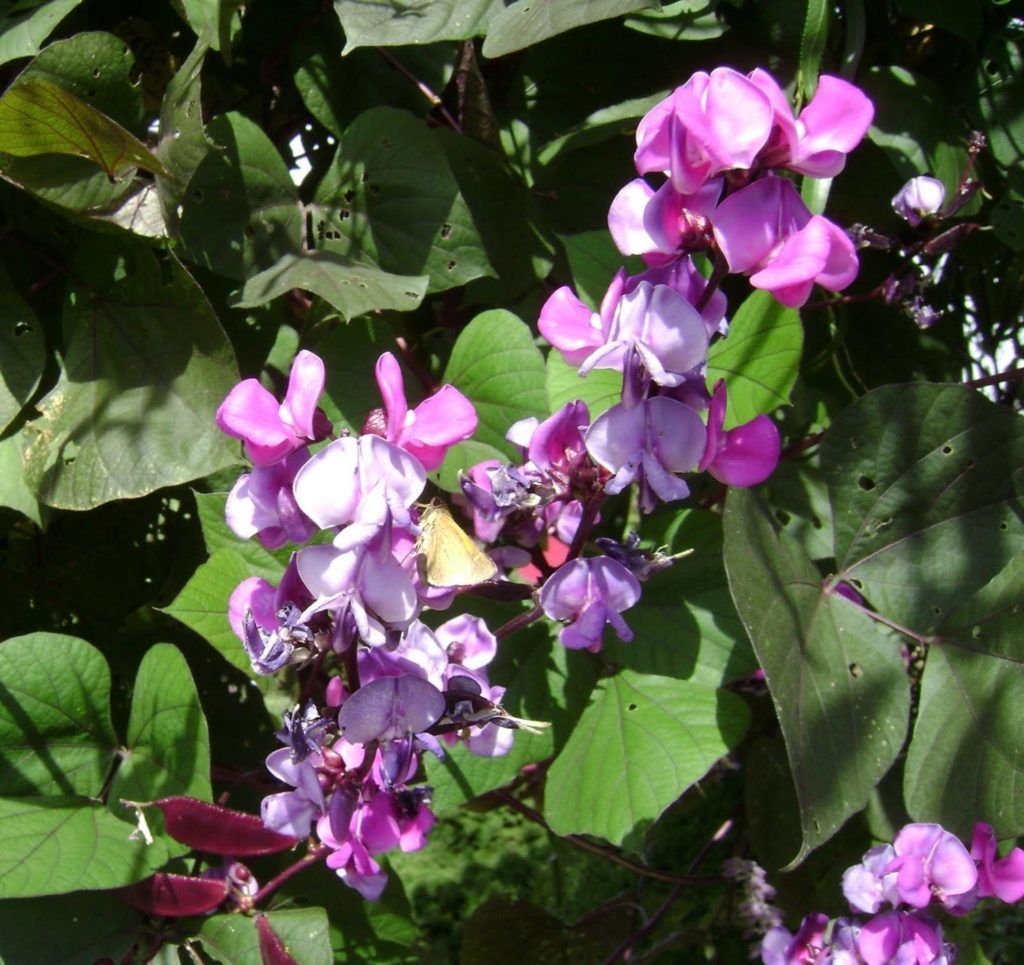 Growing hyacinth beans from seeds