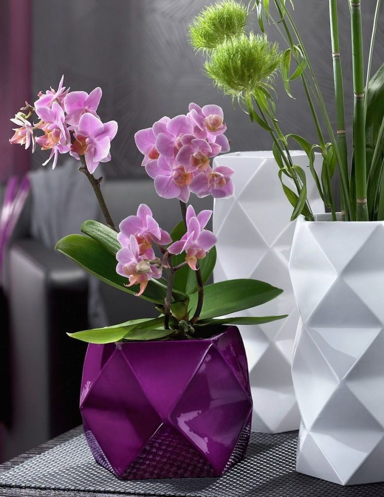 Hoe zorg je voor orchideeën thuis: zorgfuncties, foto