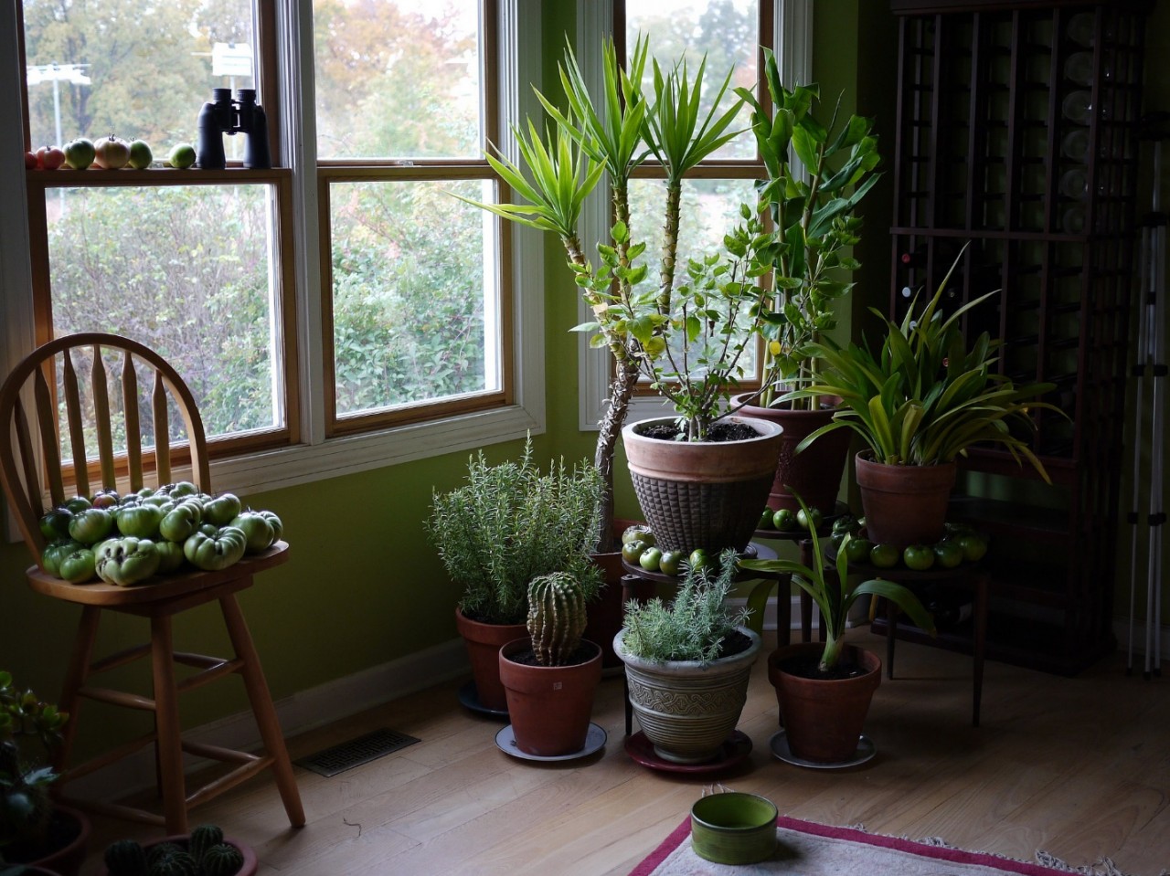 Стайни растения, които могат да донесат нещастие в къщата