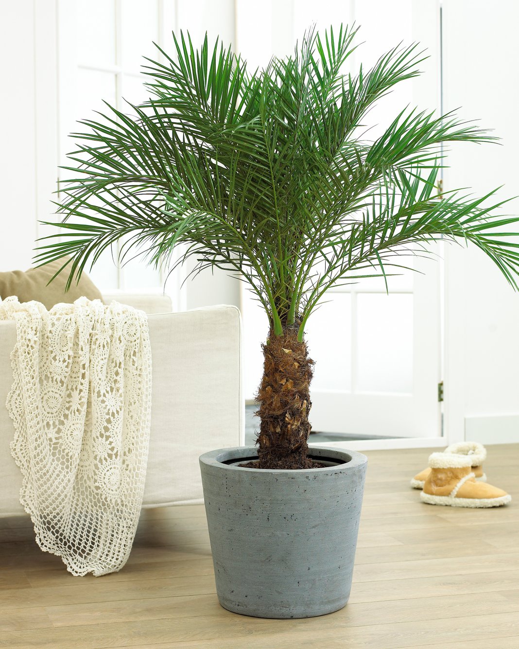 Homemade date palm mula sa bato sa loob ng bahay