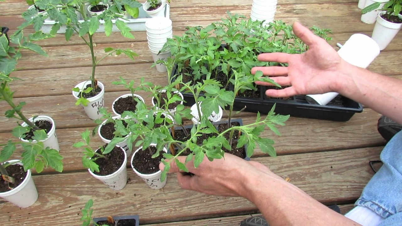Sbírání sazenic rajčat: jak správně provést postup
