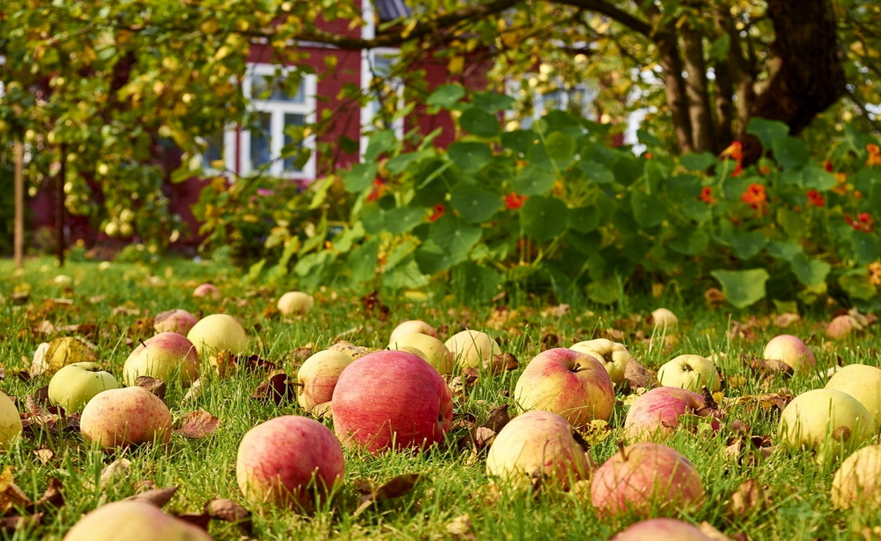 الأسمدة لأشجار التفاح وأنواعها ومعناها وقواعد التغذية