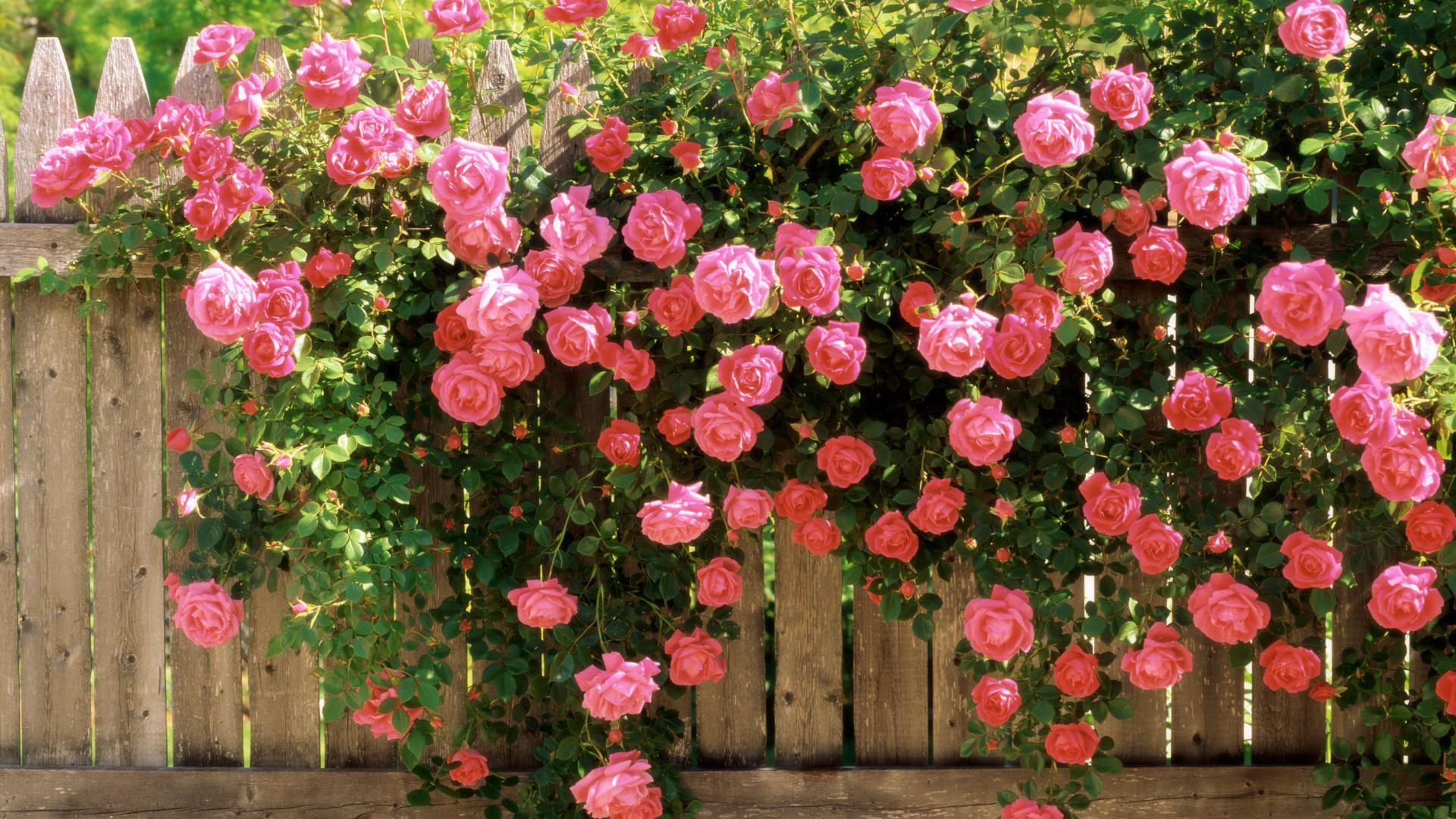 Катерещи се рози: засаждане и грижи, правила за отглеждане на открито