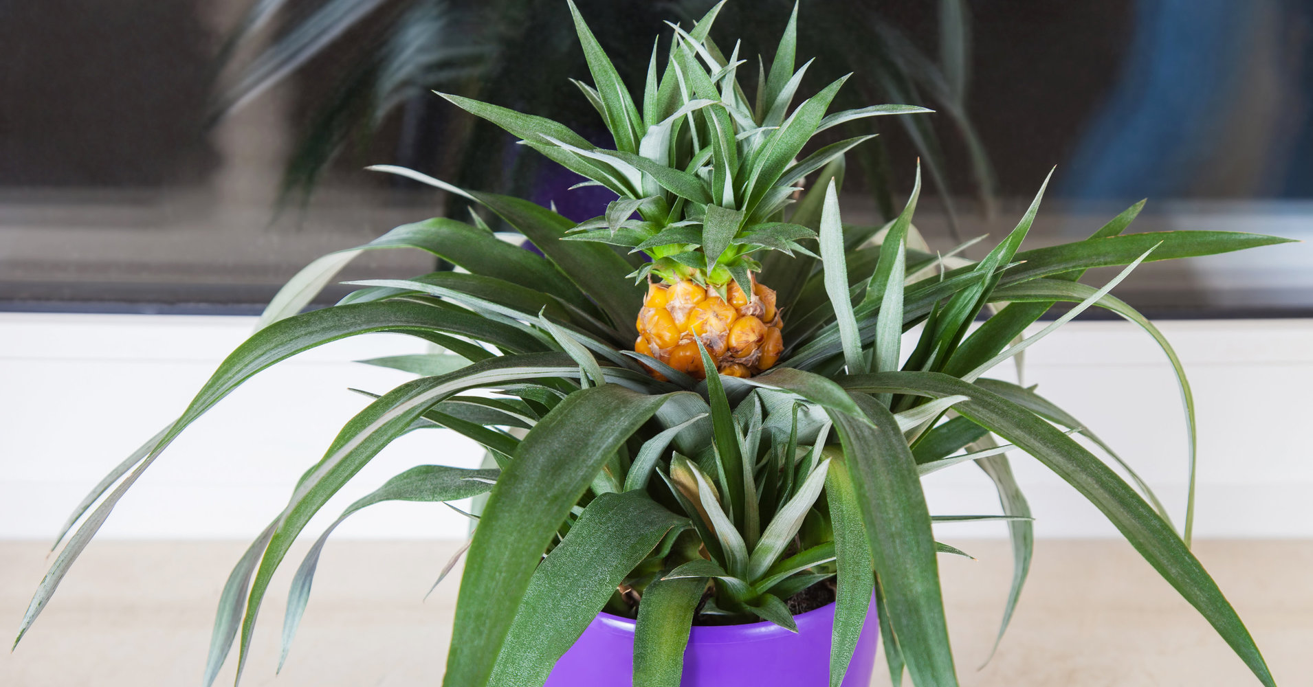 Kaip užsiauginti ananasų namuose: auginimo niuansai