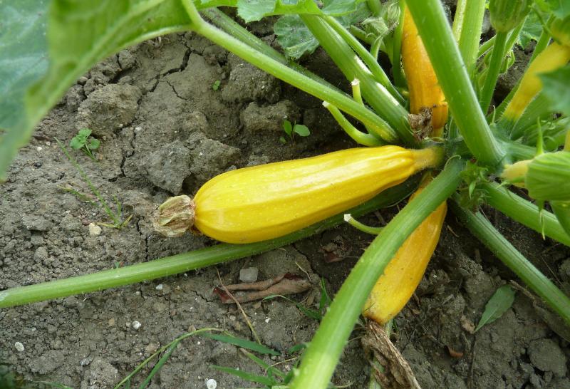Why small zucchini turn yellow and rot in the garden: problems and solutions