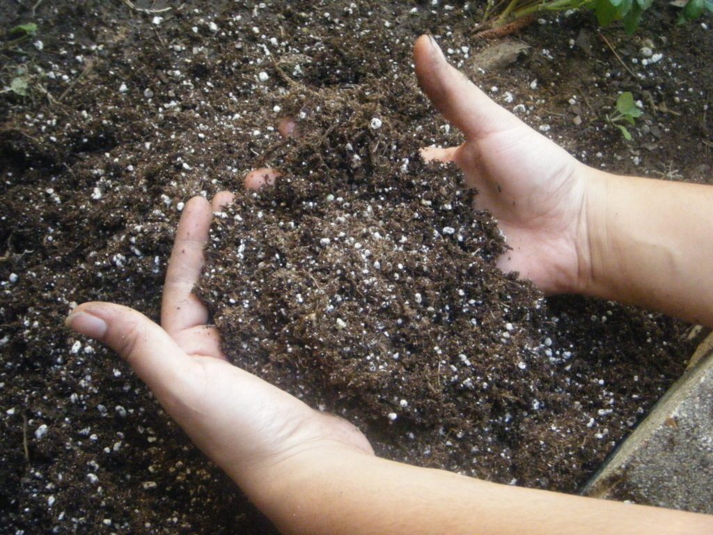 Zaailing potgrond en tuinman hand