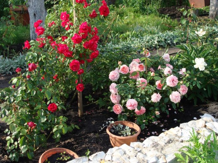 Dārzā ziedošas rozes