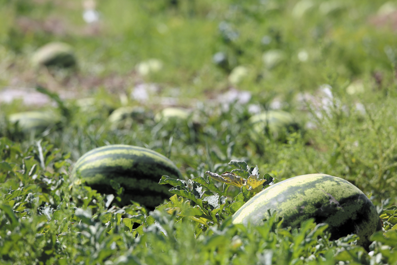 Watermeloenen kweken in de Oeral in het open veld en in een kas: de beste variëteiten, plant- en verzorgingsfuncties