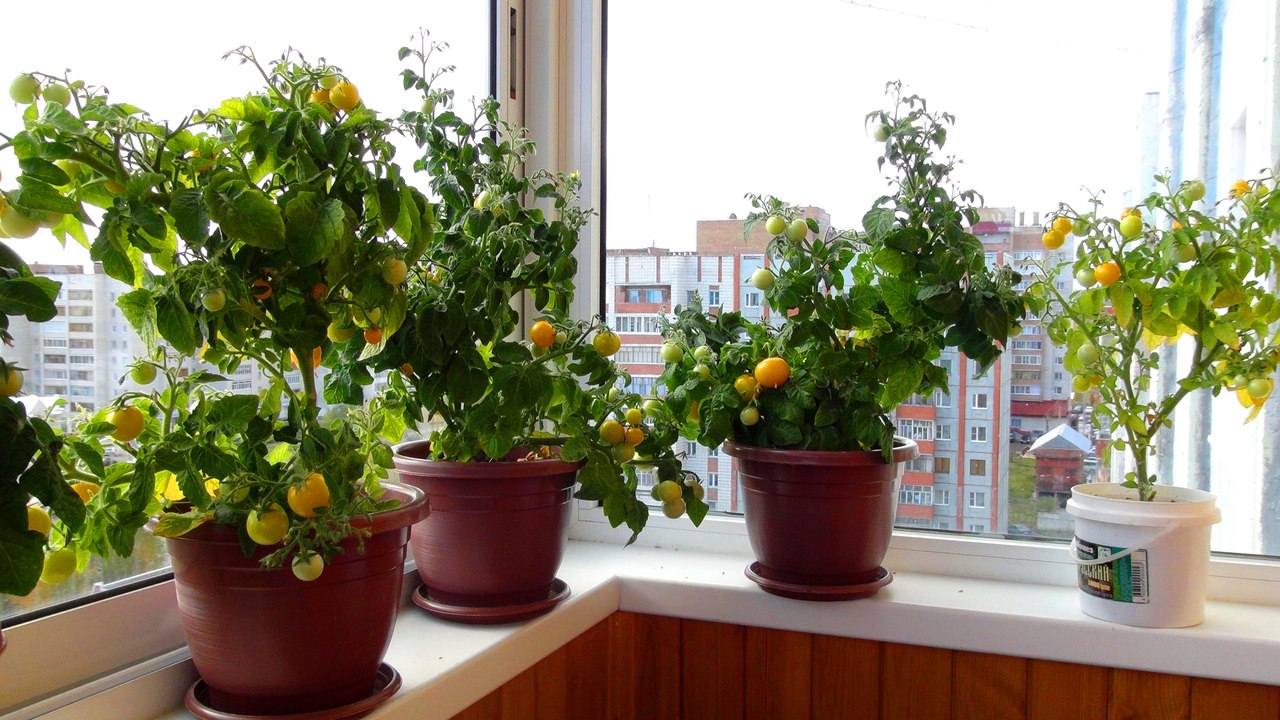 Jak pěstovat rajčata na balkóně - výběr odrůd, setí a péče