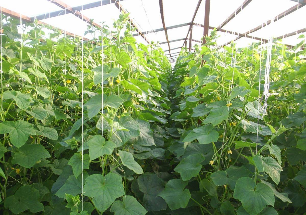 Mga tampok ng lumalagong mga pipino sa isang polycarbonate greenhouse