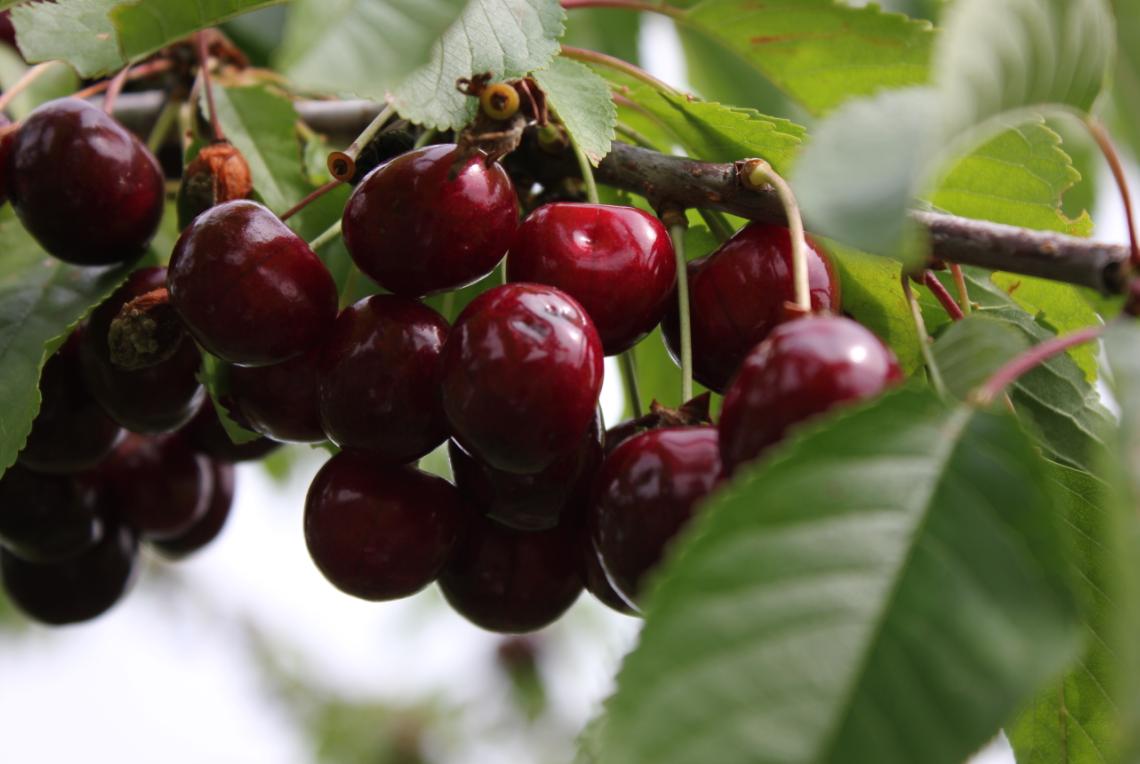 Vėlyvoji vyšnių veislė Bryanochka: kilmės istorija, priežiūros ir auginimo ypatumai