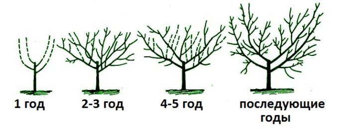 Formazione a fasi della corona di ciliegio