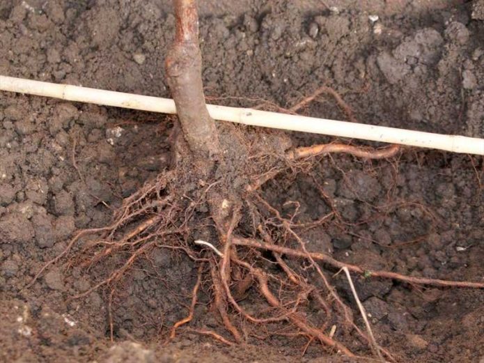 Arbolito de raíces en el pozo de plantación