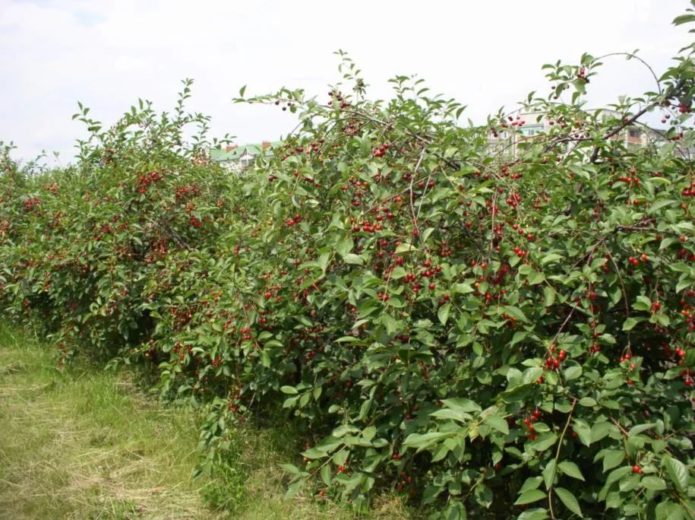 Vyšnių sodinimas Desertas Morozova
