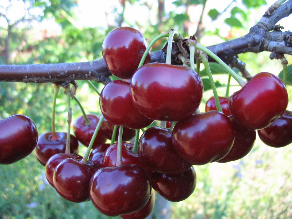 Varietà Duke Nochka: coltiviamo ciliegie dolci e grandi