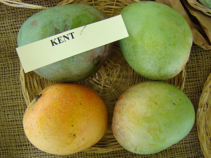 Mango Kents