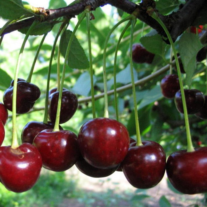 Mga varieties ng Cherry Vladimirskaya