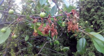Árbol frutal de moniliosis