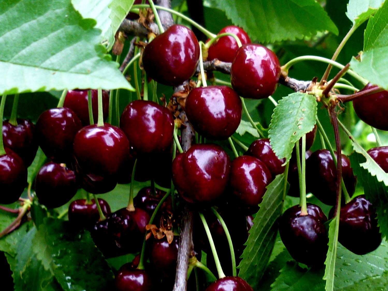 Череша Тютчевка - градинска красавица със здравословни и вкусни плодове