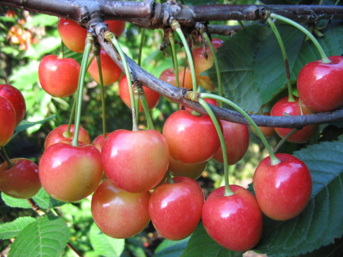 Sweet varieties ng cherry Fatezh