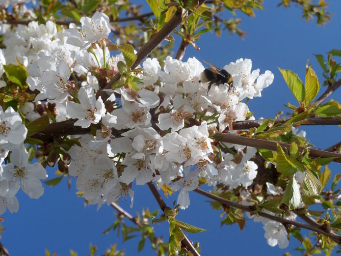 Kirsikankukka