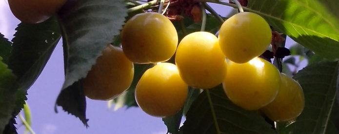 Chermashnaya fruit