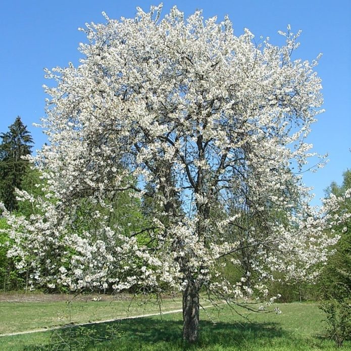 Cherry tree Chermashnaya