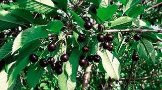Cherry variety Crimean