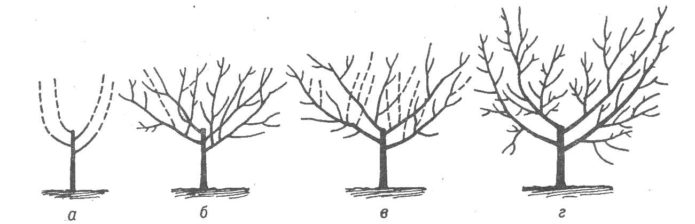 Lo schema della formazione di un cespuglio di ciliegio dolce