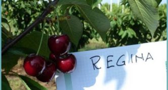 Cherry varieties Regina