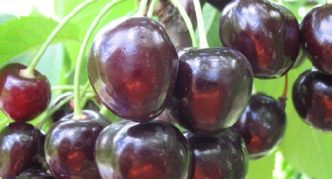 Dyber black cherry