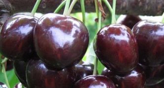 Saldžiųjų vyšnių veislės Melitopol stambiavaisės