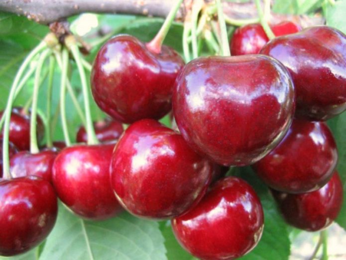 Черешови плодове Едроплодни