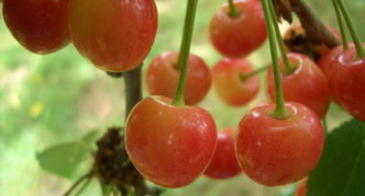 Cherry variety Francis